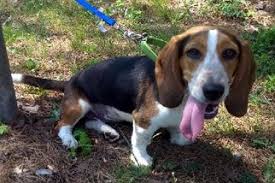 The basset hound beagle mix is a great choice for families who love the excitable qualities of the beagle but want something a little more laid back like the basset hound. View Ad Bagle Hound Dog For Adoption Near New Jersey Cologne Usa Adn 875566