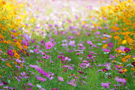 Image result for 秋の野に咲く花