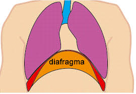 Resultado de imagen de respiracion diafragmatica