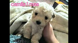 cachorra french poodle mini toy 1 mes