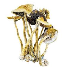 Eating a mushroom can produce downright magical effects (like making you. Buy Best Golden Emperor Mushrooms In Canada Shroomsco