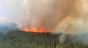 Incendies en Gironde : deux minutes de vidéo pour comprendre la tragédie  qui se déroule dans nos forêts | Le Républicain Sud-Gironde
