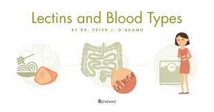 Lectins And The Blood Type Diet Dadamo Personalized Living