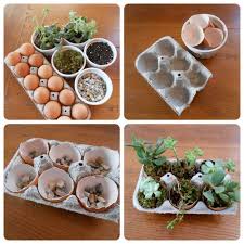 diy succulent garden in upcycled egg carton