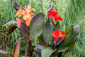 Growing canna lilies is easy in any garden. How To Grow And Care For Canna Lilies