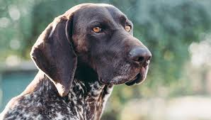 german shorthaired pointer dog breed