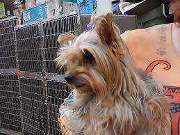 Join millions of people using oodle to find puppies for adoption, dog and puppy listings, and other pets adoption. Tucson Az Yorkie Yorkshire Terrier Meet Kamile A Pet For Adoption