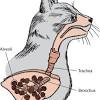 Vomiting food after it's been in the stomach can indicate poisoning, blockage or a host of other if your cat is coughing over and over, has difficulty breathing or has bluish gums, he needs to see his veterinarian immediately. 1