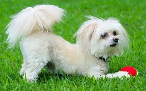 the adorable maltese poodle mix breed dog