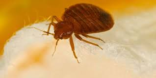 How To Get Rid Of Bed Bugs Rhode