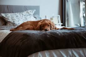 Your Dog Sleeping In Your Bed