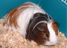 I currently have the three stunning varieties; Guinea Pig Breeds Lafebervet