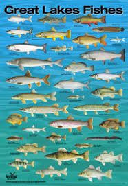 Fish Of The Great Lakes Poster Fantastic Fishing In Lakes