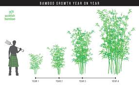 About Bamboo Plants