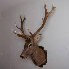 Elk Taxidermy Head Shoulder Mount