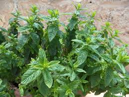 Mint A Valuable Plant In Any Garden