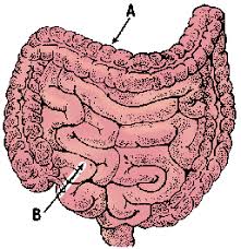 intestine definition meaning