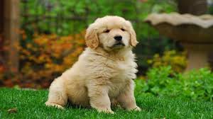 Look here to find a golden retriever breeder who may have puppies for sale or a male. Best Places To Buy Golden Retriever Puppies 2021 My Golden Retriever