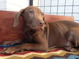He is social, friendly and ready to be your new best friend. Houston Tx Vizsla Meet Boone A Pet For Adoption