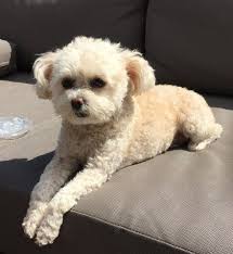 coco the stolen toy poodle found in
