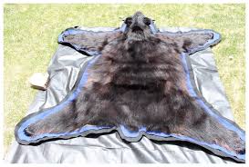 Taxidermy Black Bear Rug Cabin Decor
