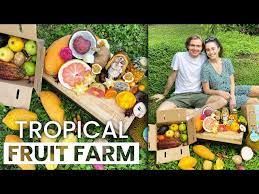 tropical fruit farm tour miami fruit