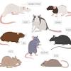 Rats, ratties, rat, pet rats, dumbo rats, cute rats, west side high way rats, haltrescue, rat rescue, small animals rescue, rat donations, small animals, rat, ratty, rat fundraiser, i love rats, rat, sydney newman illustration. Https Encrypted Tbn0 Gstatic Com Images Q Tbn And9gctqhda9itucsfn4rcnrcykmi5dfe22ntcp2j86b K S3jvilxvg Usqp Cau
