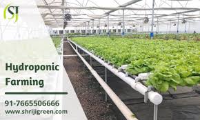 hydroponic farming beginner s guide