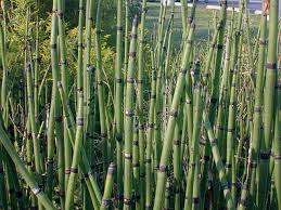 Parts of plant are poisonous if ingested. Scouring Rush Equisetum Hyemale Affinis