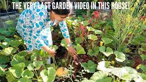 Curry Leaf Plant Seasonal Garden