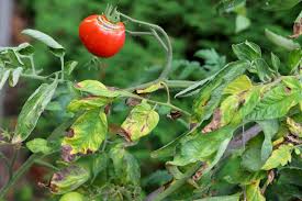 how to prevent blight in tomatoes