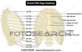 The rib cage, shaped in a mild cone shape and more flexible than most bone sets, is made up of varying elements such as the thoracic vertebra, 12 equally paired ribs, costal. Human Rib Cage Anatomy Diagram Clipart K49070600 Fotosearch