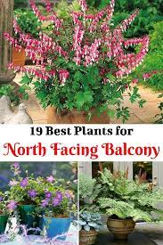 North Facing Garden Balcony Plants