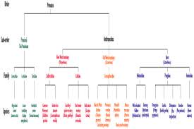 Primate Info Net Primate Taxonomy Script