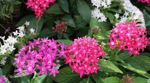 best flowering plants for your garden
