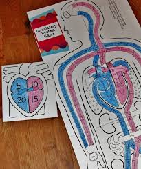 Watching children become more aware of their bodies and engaged in how it works can be an teacher planet offers a variety of teaching resources to help make teaching the circulatory system simple and enjoyable. 16 Hands On Heart And Circulatory System Activities For Kids