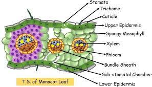 difference between monocot and dicot
