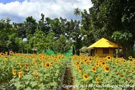 Sunshine Sunflower Farm Philippines
