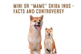 The Mini Or Mame Shiba Inu Facts And Information My