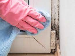 How Much Mold Exposure Is Harmful