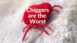 how to protect yourself from chiggers