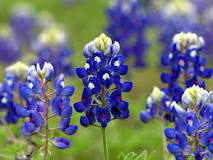 what-month-do-the-bluebonnets-bloom-in-texas