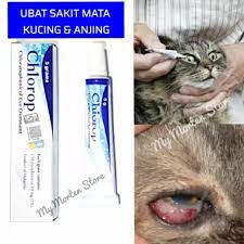 Oleh karena itu sakit mata pada kucing harus segera mendapatkan perawatan yang benar agar ia tidak menderita berkepanjangan. Mata Kucing Bengkak