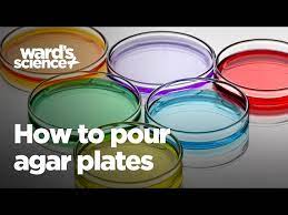 how to pour agar plates you