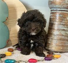 cheeky toy poodle love my puppy