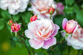 how to grow and care for roses