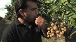 tropical fruit growers of south florida