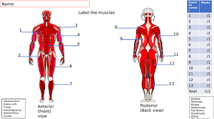 Knowing the major muscle groups and the weight lifting exercises that work each of these basic muscle groups is very important to improving your body. Lesson Starter On The Major Muscles Of The Body Teaching Resources