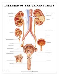 Diseases Of The Urinary Tract Anatomical Chart