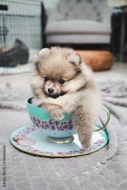 pomeranian teacup puppy stock photo